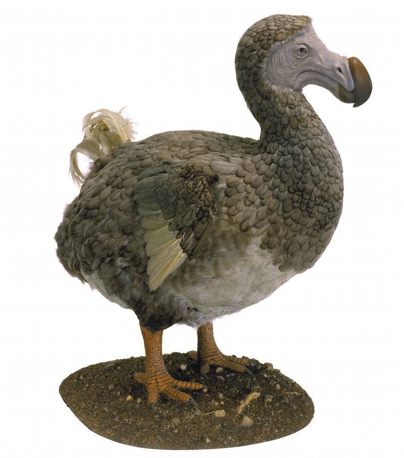 do dodo birds still exist