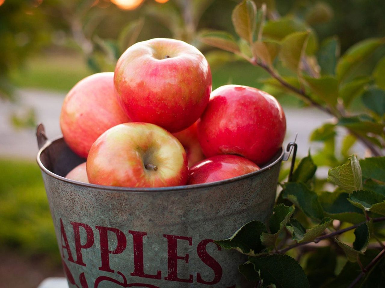 Metal Bucket Full Of Apples