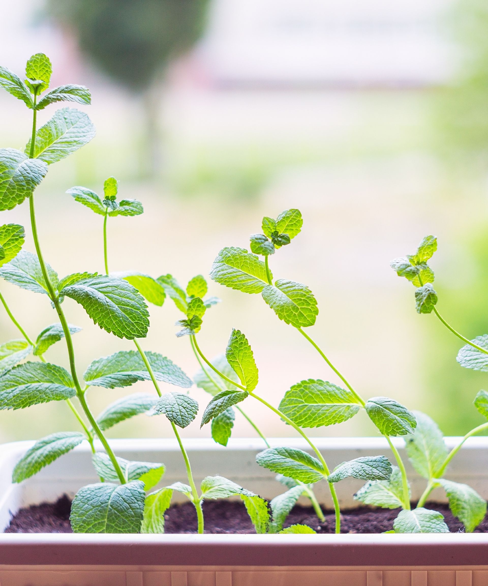 Mint growing in a container
