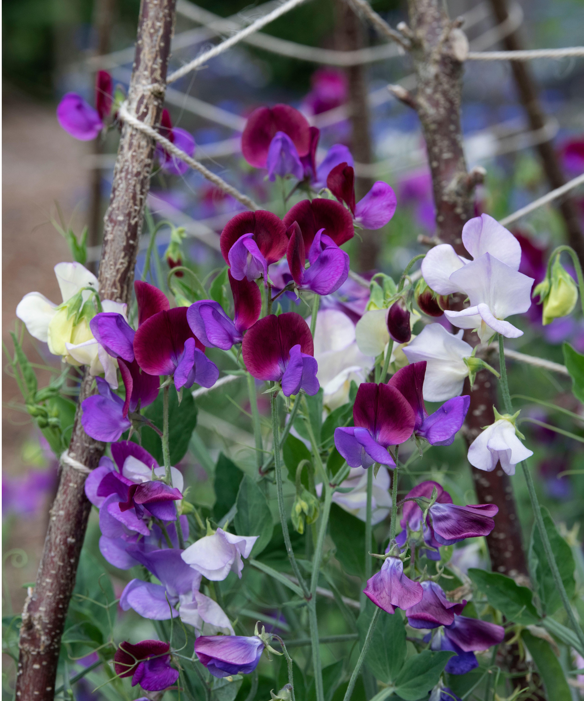 Sweet pea teepee