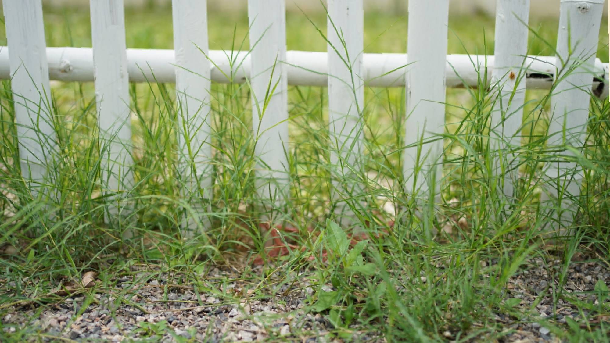 3 ways to keep your neighbor's grass on their side of the fence