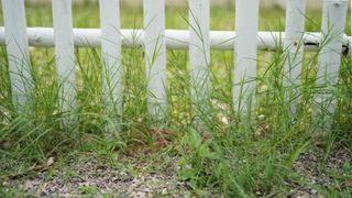 Grass spreading underneath a white garden fence line.