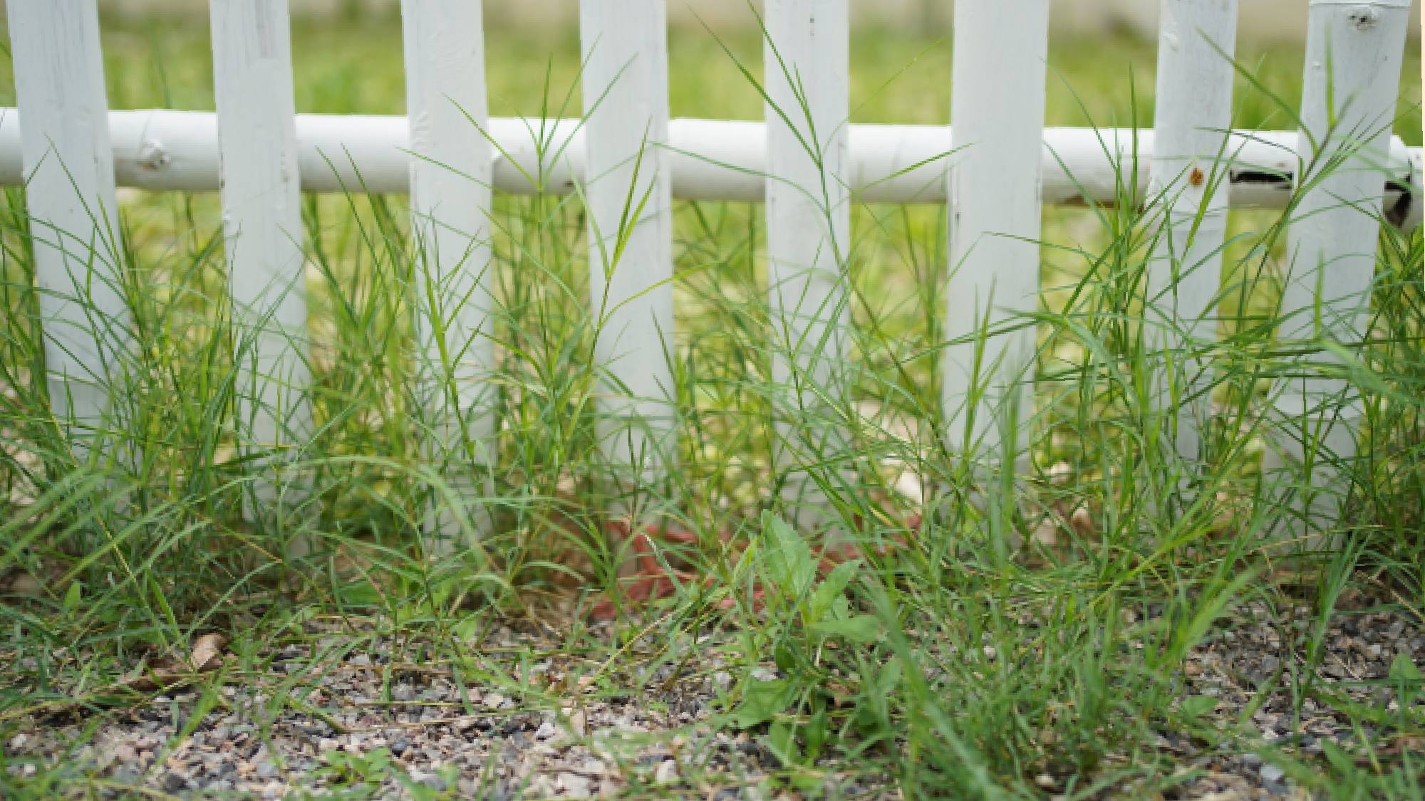 Grass spreading underneath a white garden fence line.