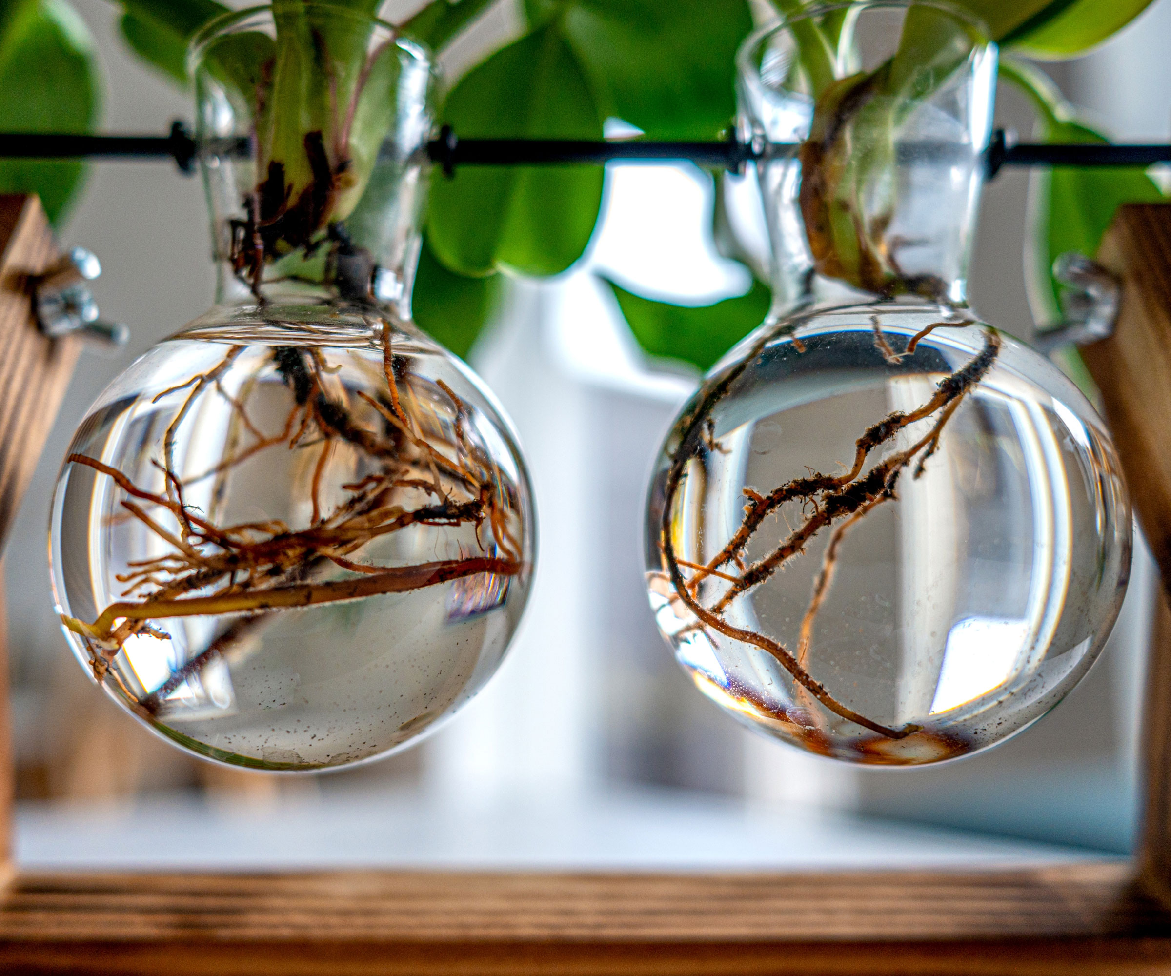 plants growing in wood and glass hydroponics jars showing roots