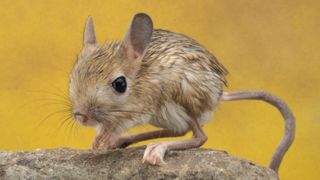 dwarf three-toed jerboa