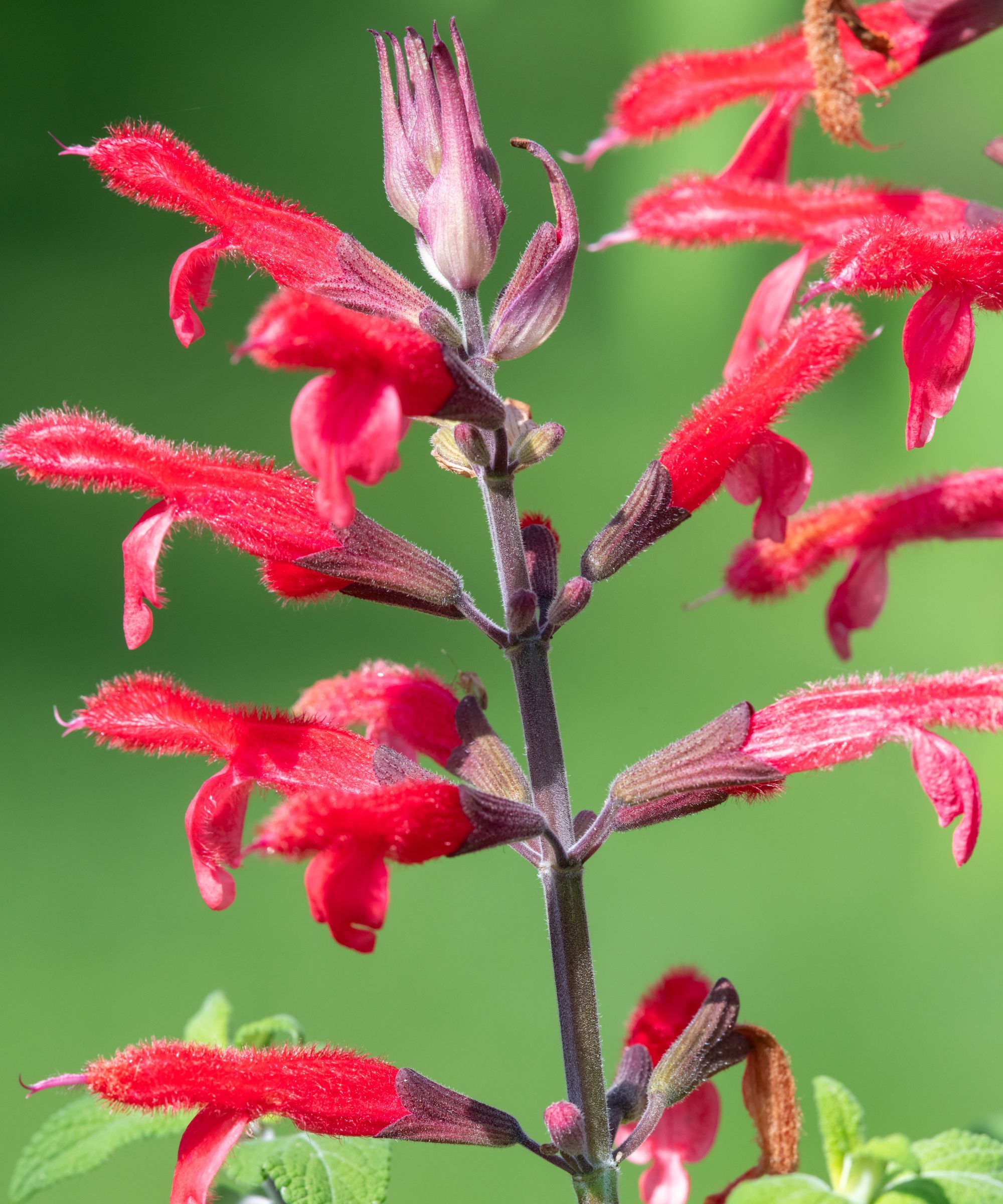 Red salvia 'Roman Red'