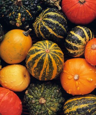 Collection of gourds and pumpkins in a garden