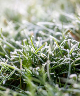 blades of grass covered in frost