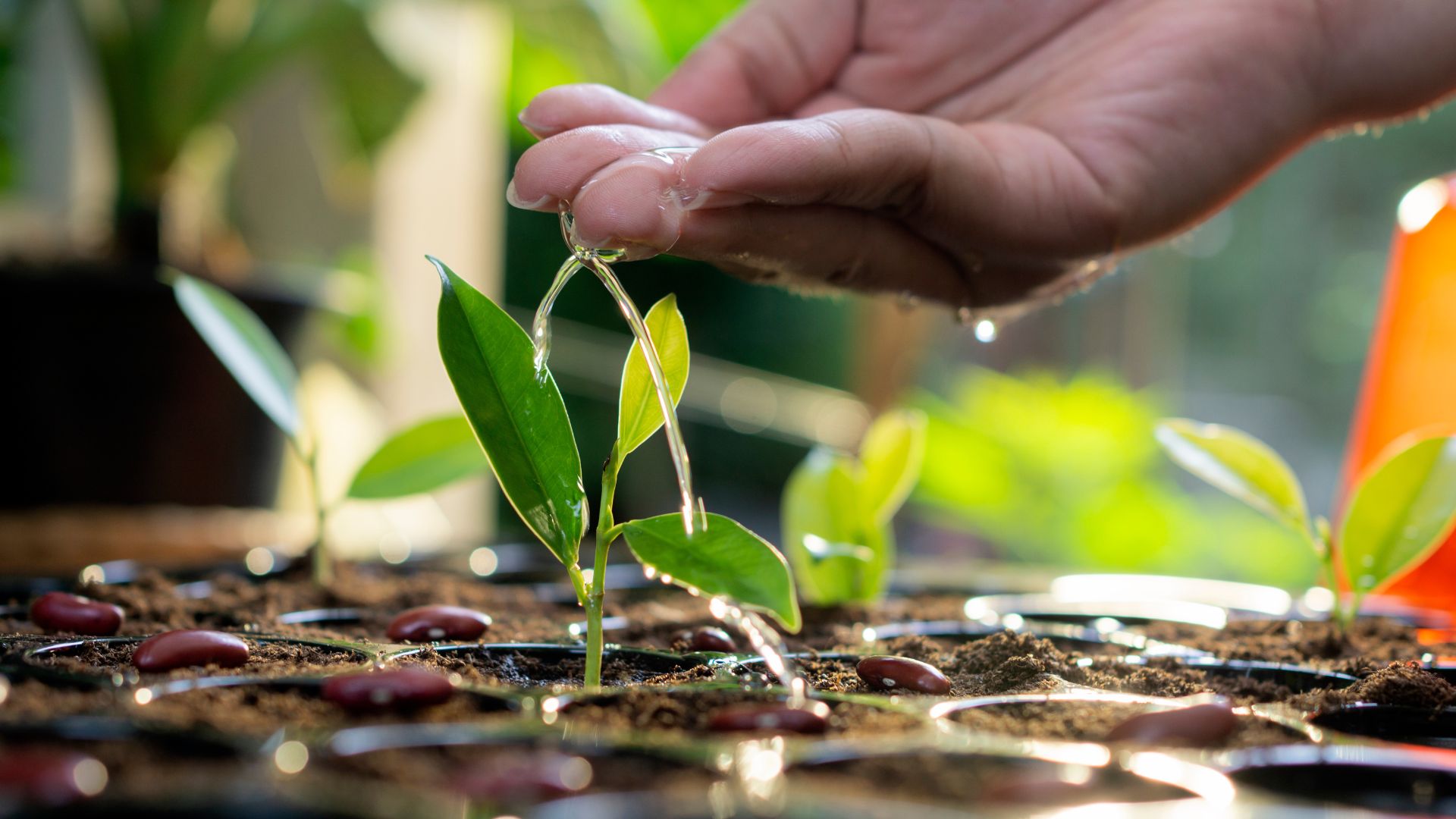 picture of person watering seedlings with hand