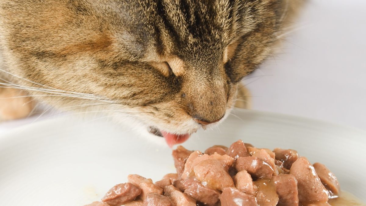 The Best Wet Cat Food Moisture Rich And Full Of Flavor Petsradar