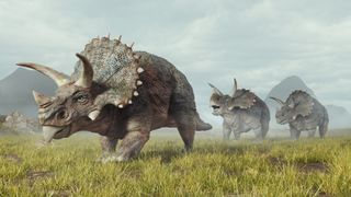 a herd of triceratops walking in a grassy landscape