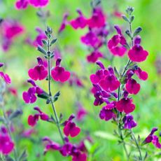 Deep purple Salvia sage Nachtvlinder in flower.