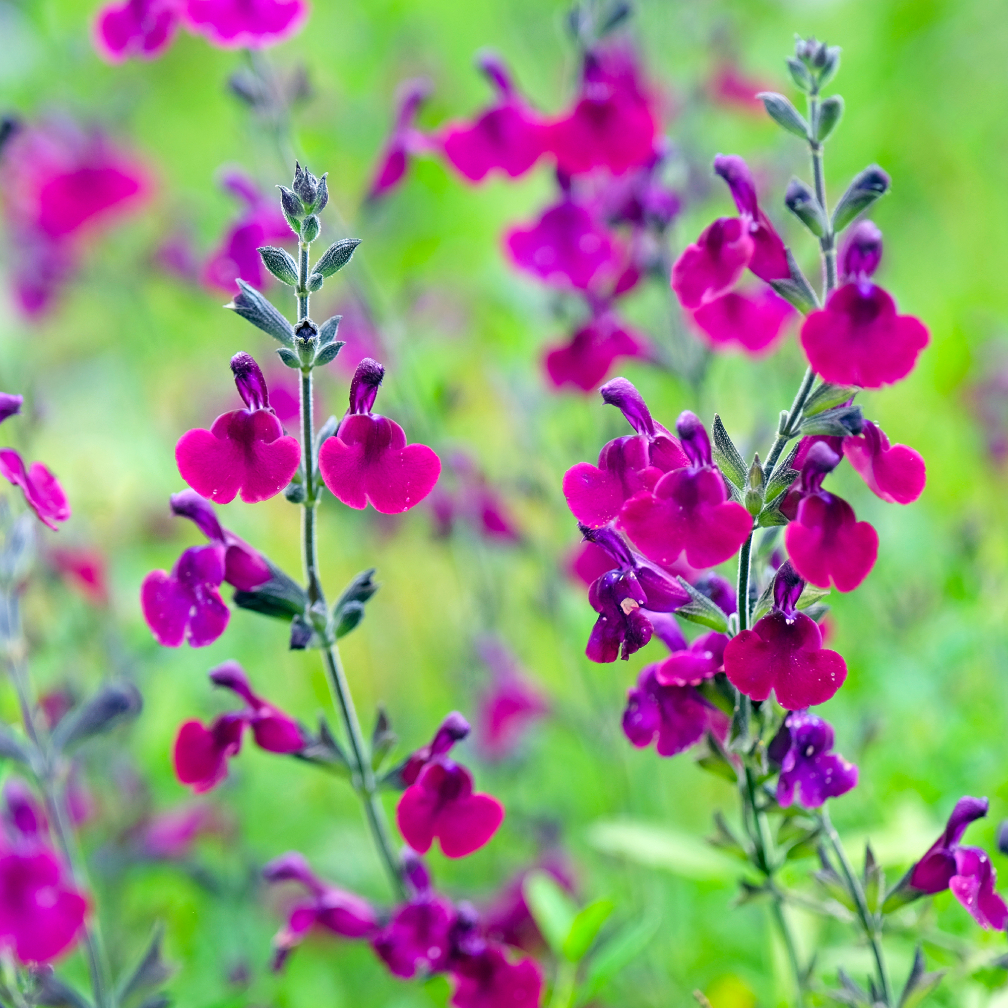 Deep purple Salvia sage Nachtvlinder in flower.