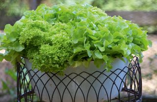 Cut-and-come-again lettuce in small bowl style planter
