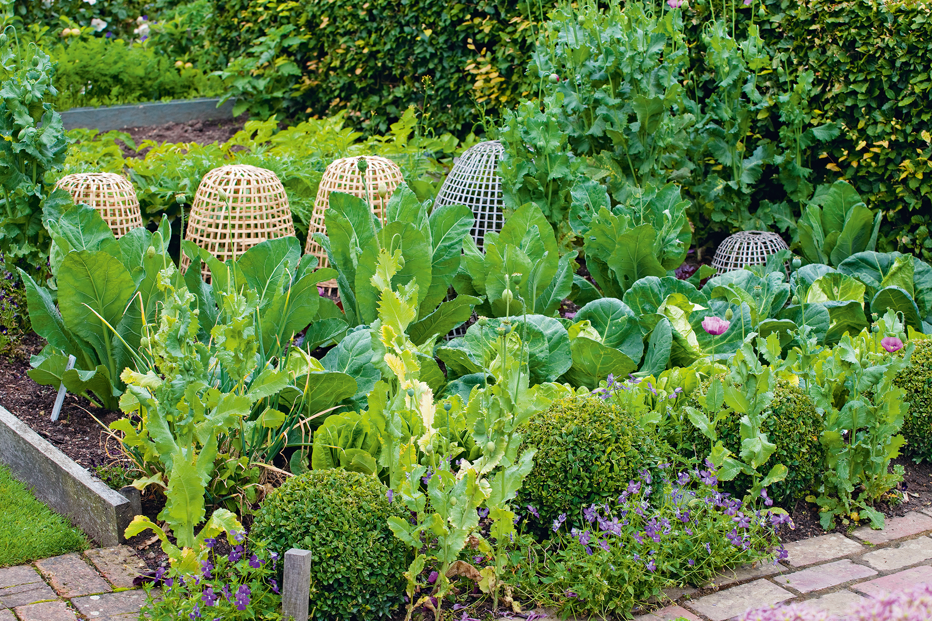 vegetable garden ideas vegetable border