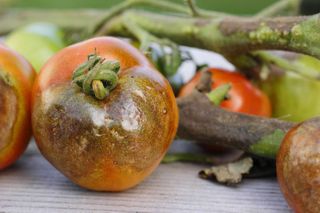 tomato with blight