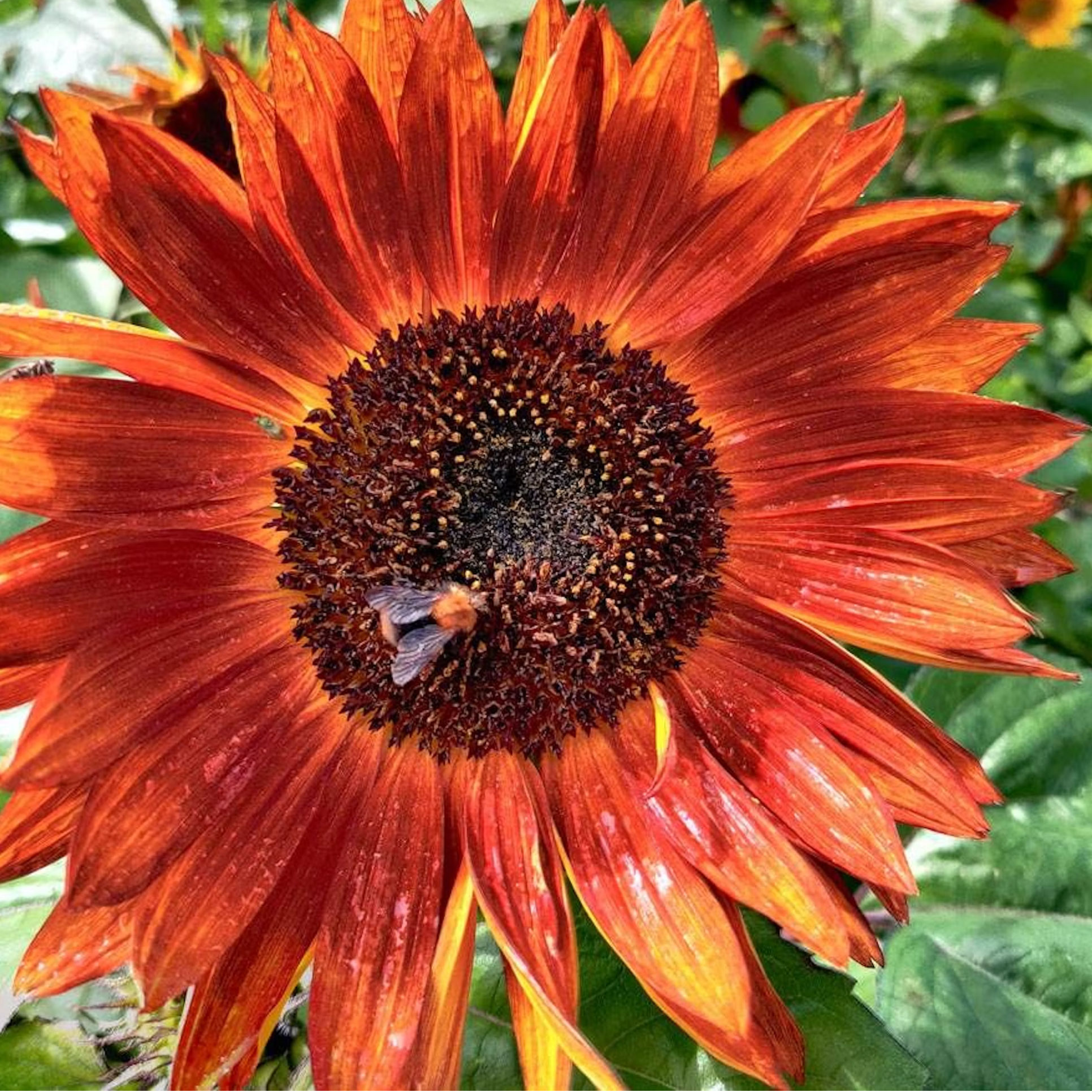 Velvet Queen sunflower in full bloom