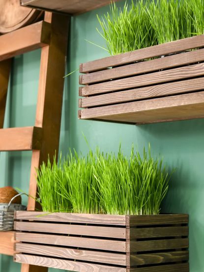 Plants Growing In Indoor Slatted Box Planters