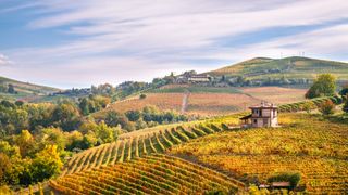 Barbaresco vineyard