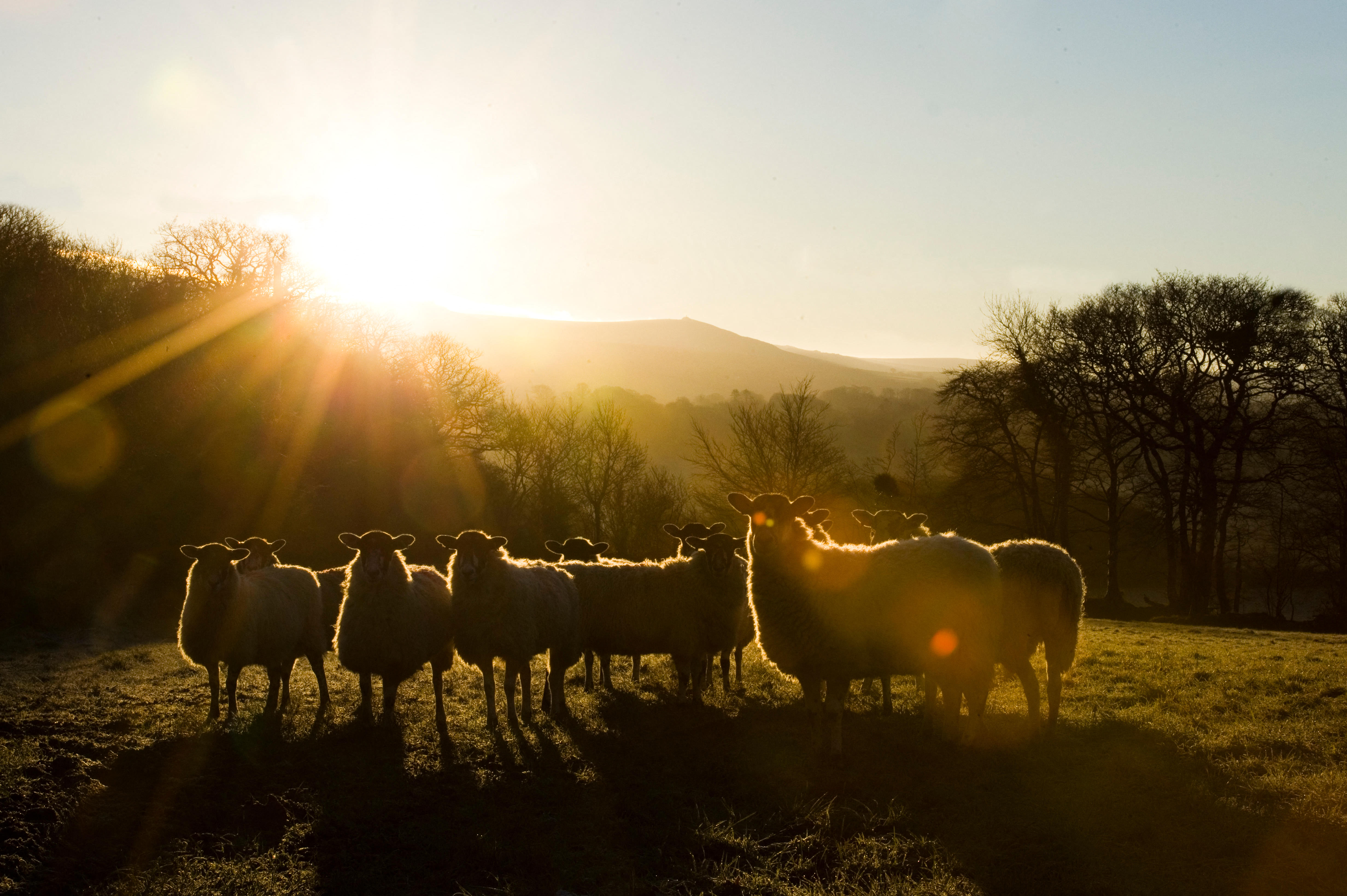 Some sheep in the dawn light