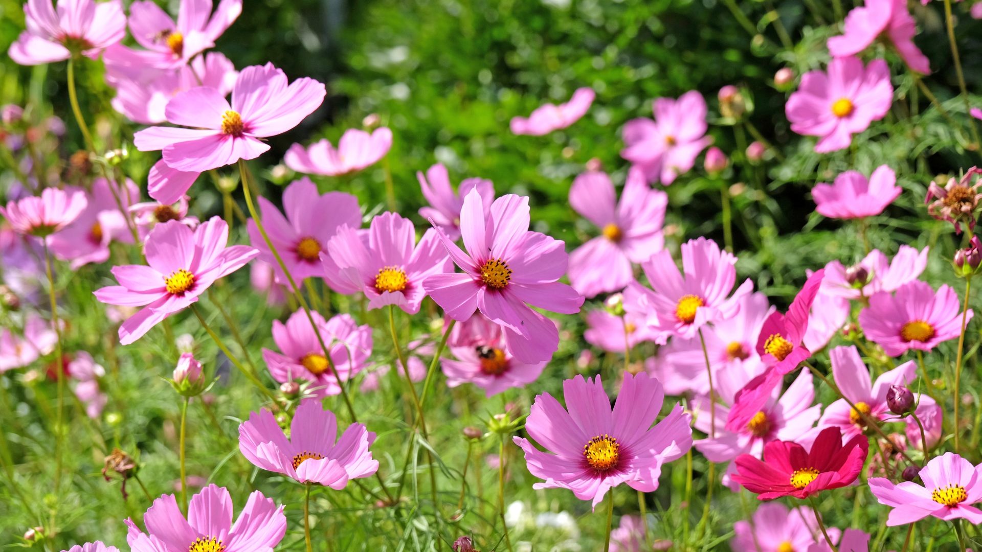 7 flower seeds to sow in July for bountiful blooms | Tom's Guide