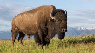 The Americas is a nature series on NBC and the BBC. The Bison (above) will be featured.