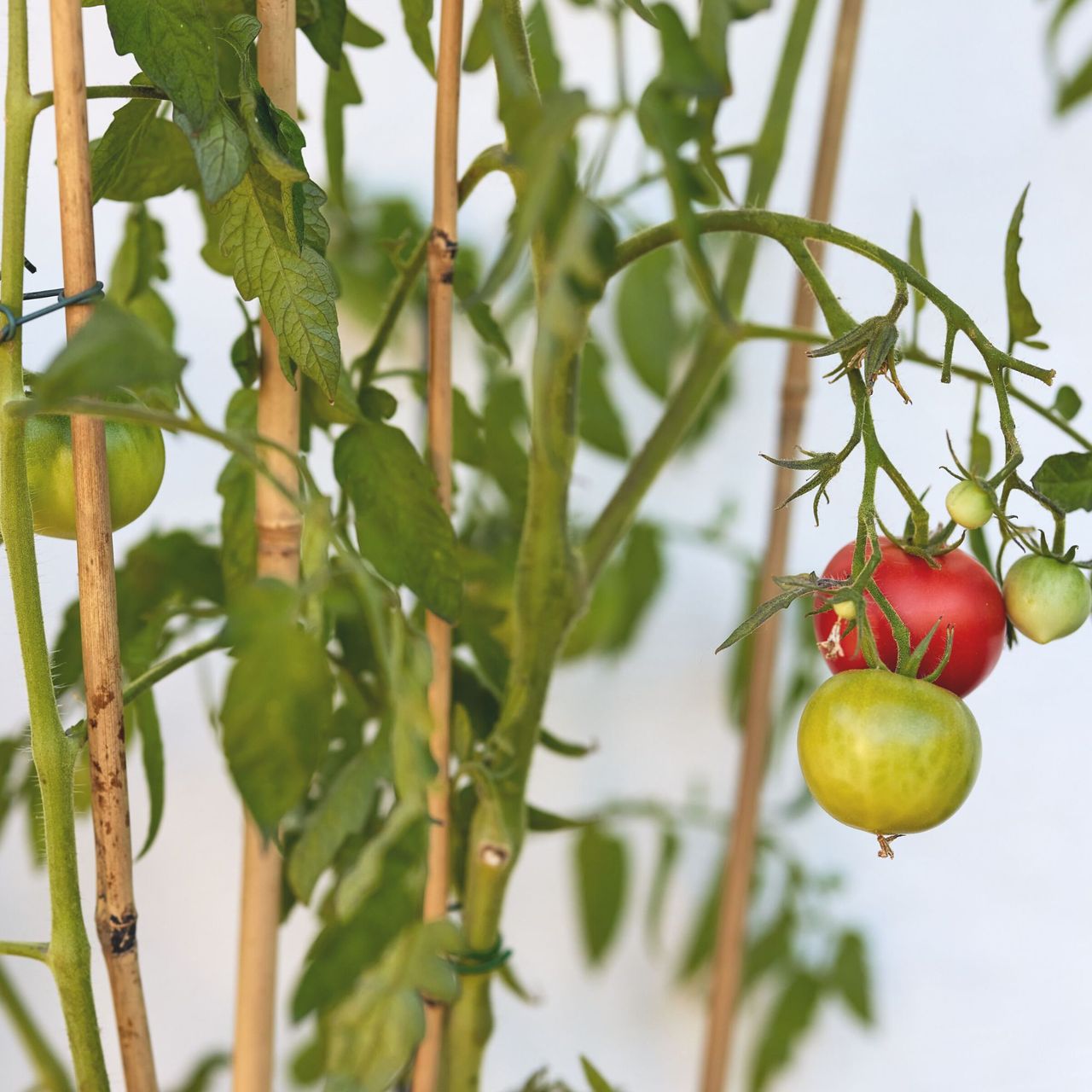 can-you-grow-tomatoes-in-an-aerogarden-it-s-definitely-easy