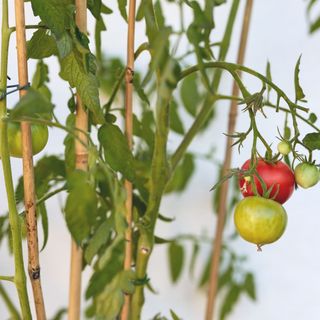 tomatoes growing in pot with stakes