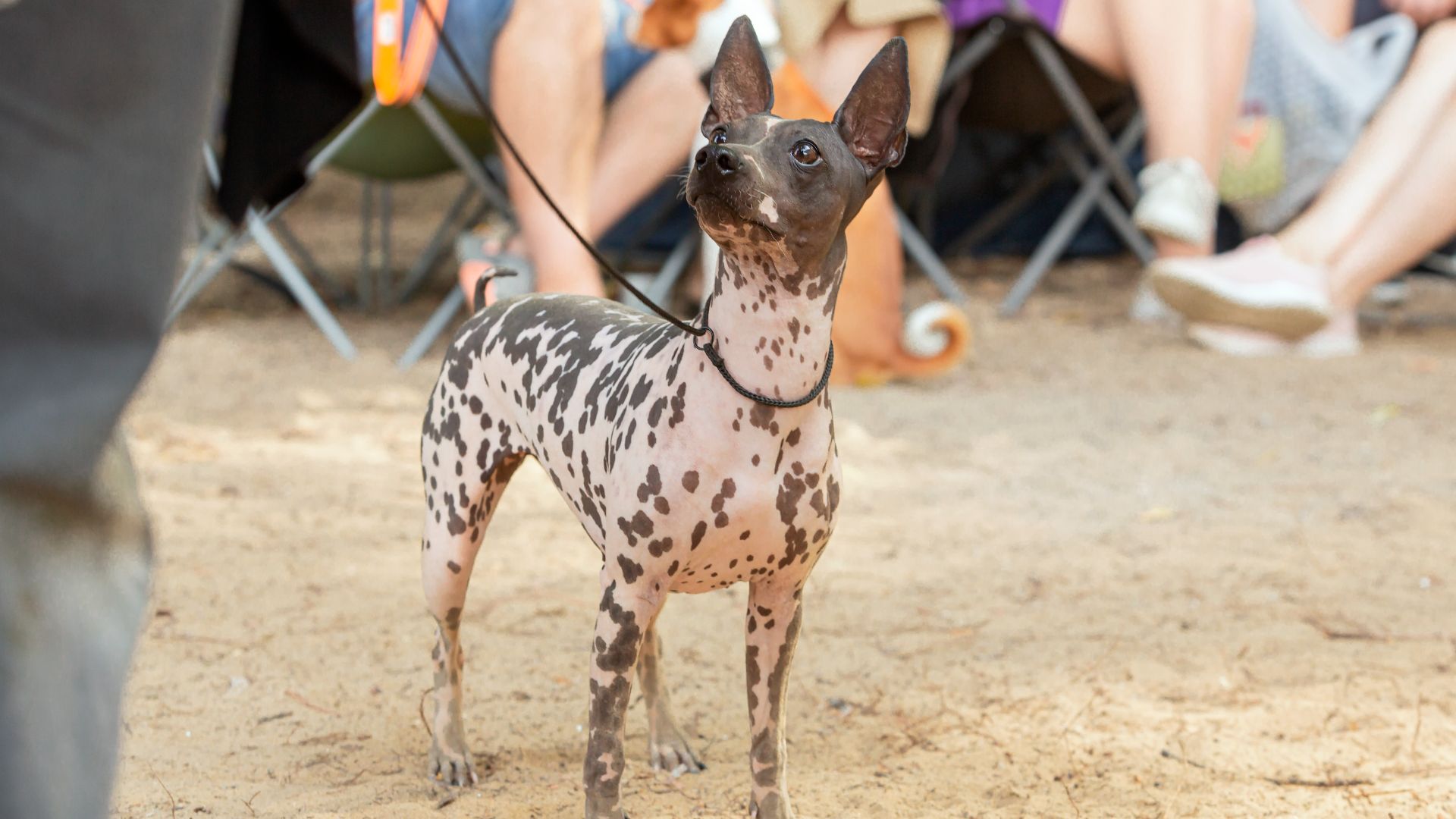 American Hairless Terrier