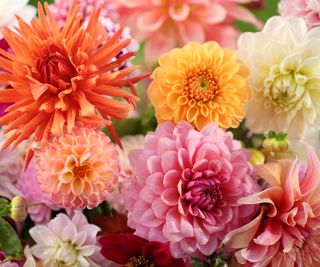 mixed dahlia blooms freshly harvested