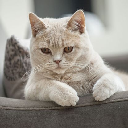 sofa with white cat and printed cushion