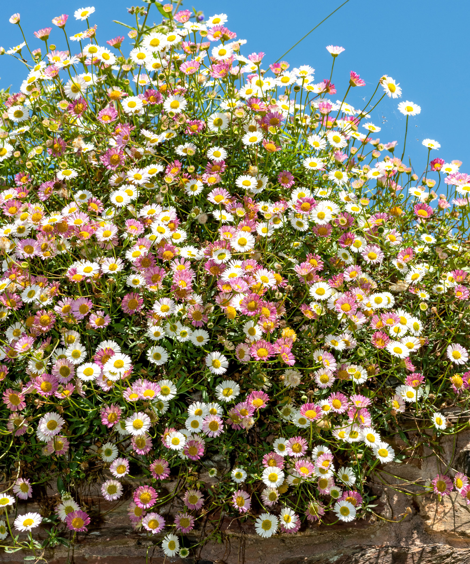 Mexican fleabane plant filled with white and pink daisies against blue sky