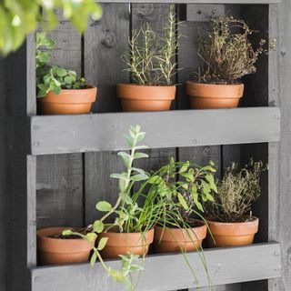 scented plants with shelves