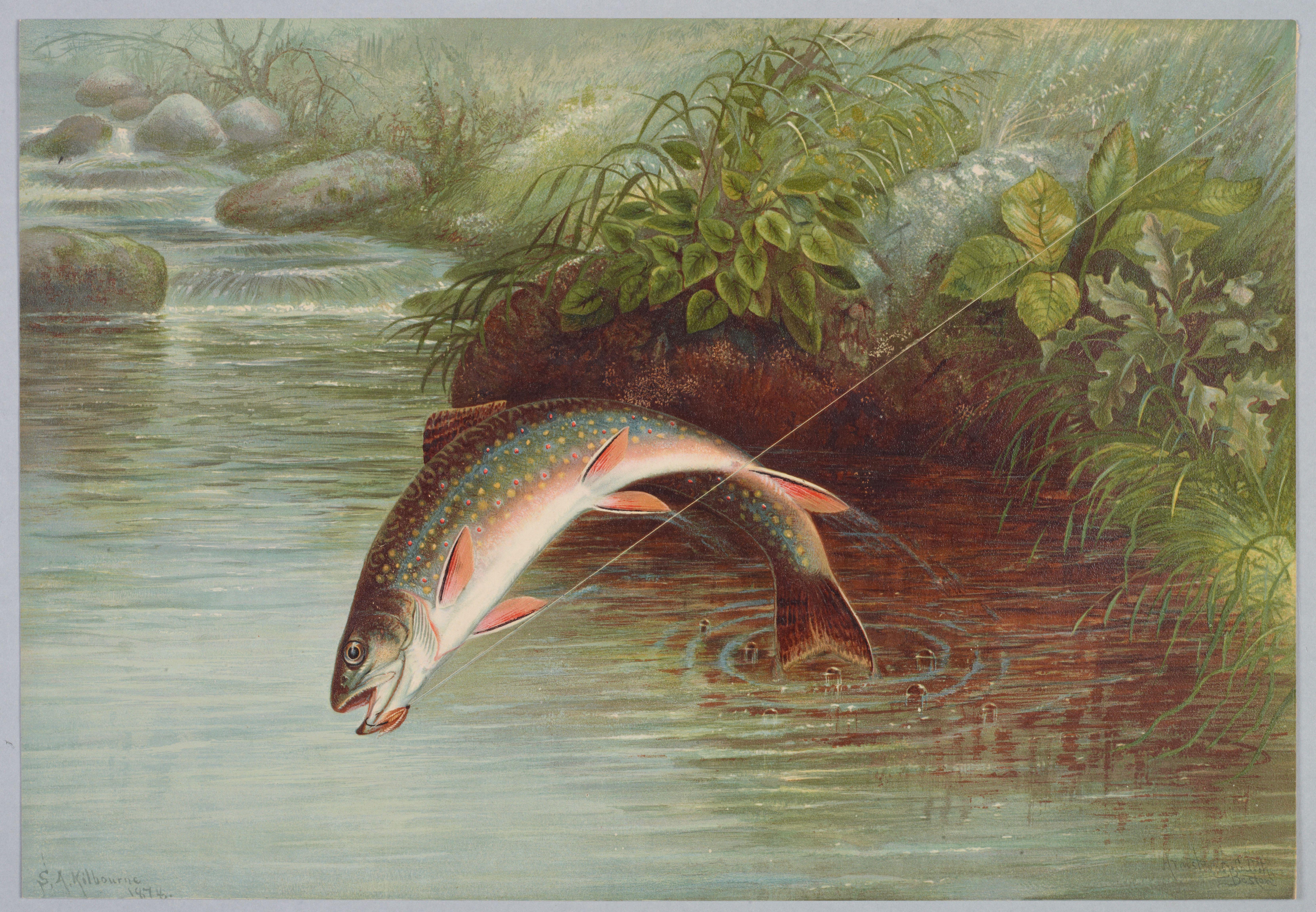 Antique fish illustration