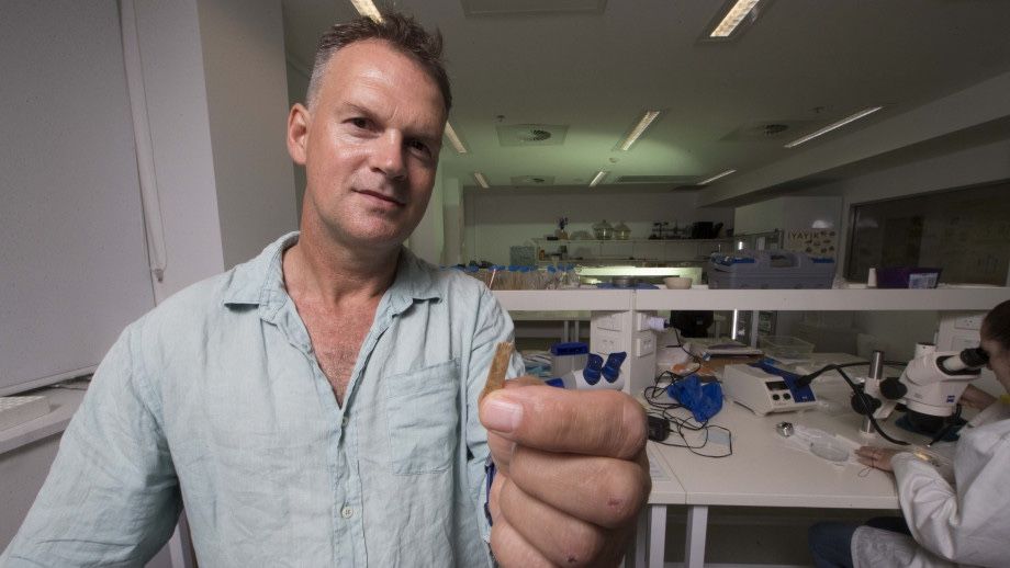 Geoffrey Clark of The Australian National University holds a piece of the 2,700-year-old tattooing kit from Tonga.