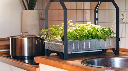 Countertop herb garden in the kitchen