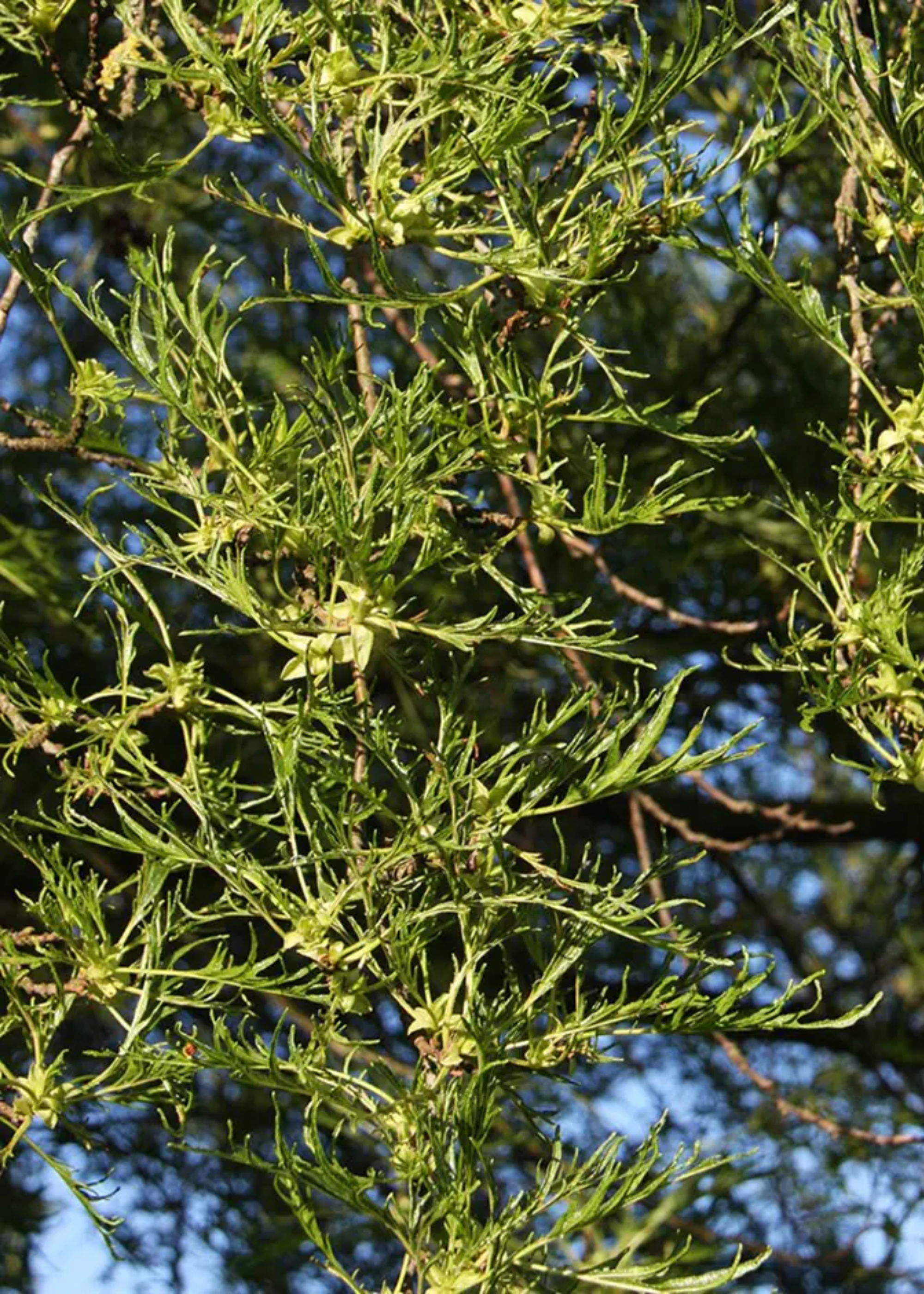A close-up of an alder tree