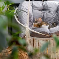 Cat resting on a cozy egg chair in a balcony garden/patio