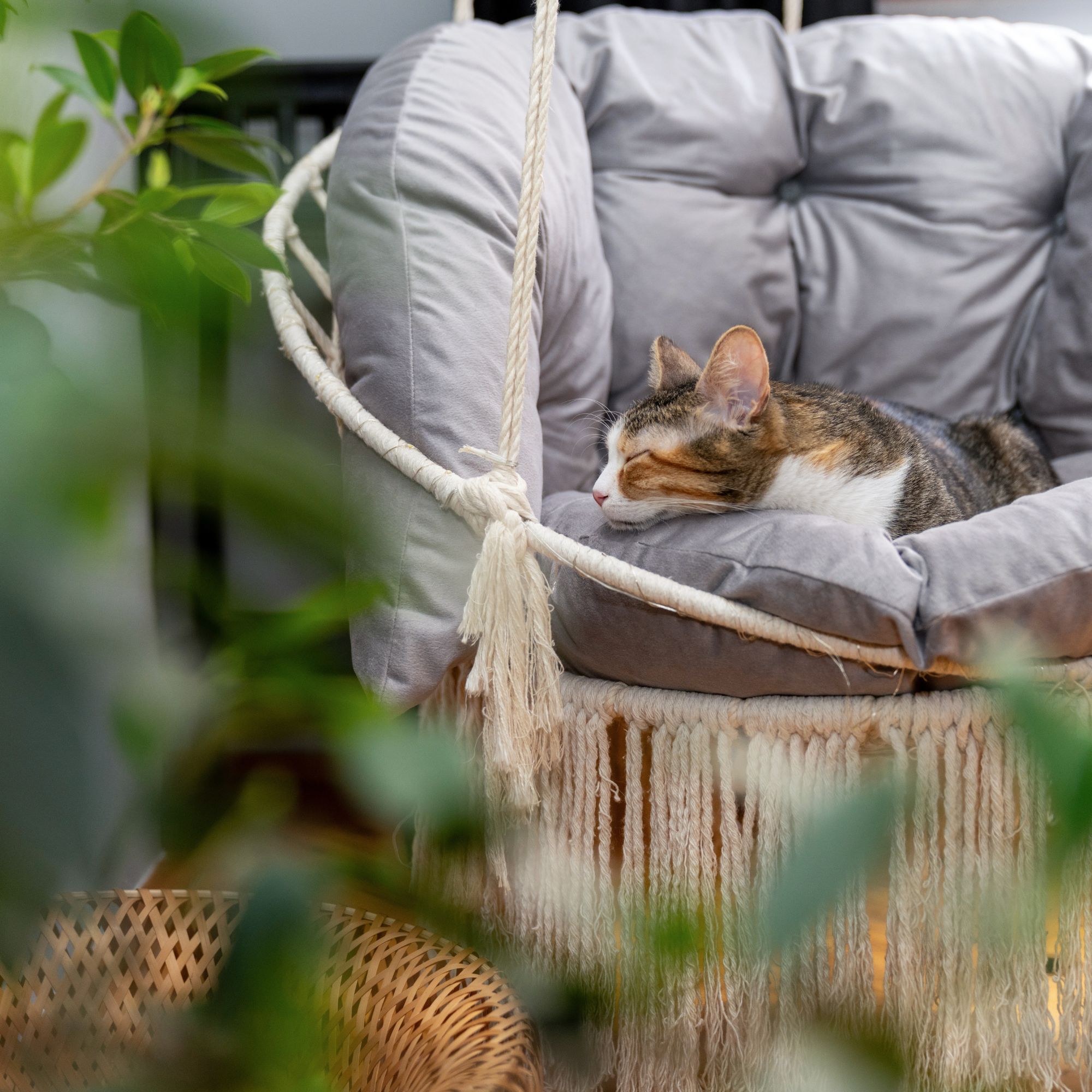 Cat resting on a cozy egg chair in a balcony garden/patio
