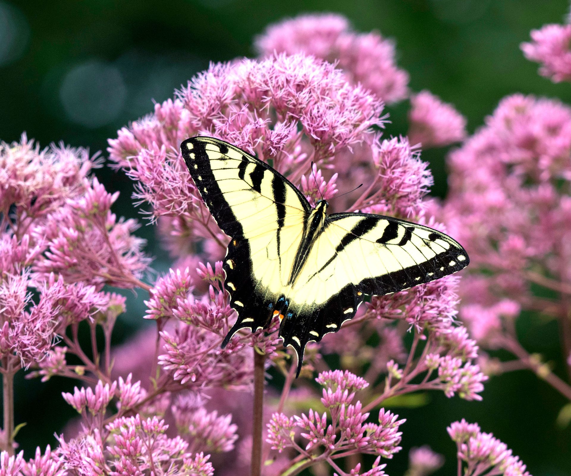 swallowtail butterfly sitting on pink fluffy Joe pye weed flowers