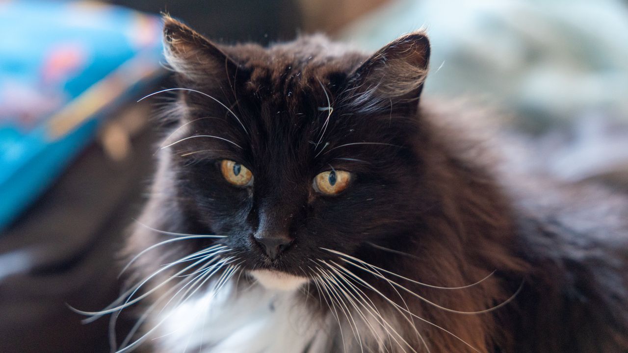 A portrait shot of a black cat's face
