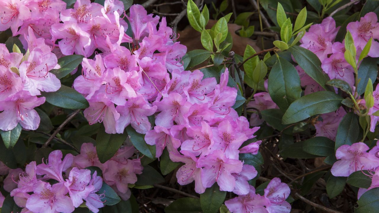 Pink rhododendron flowers in bloom