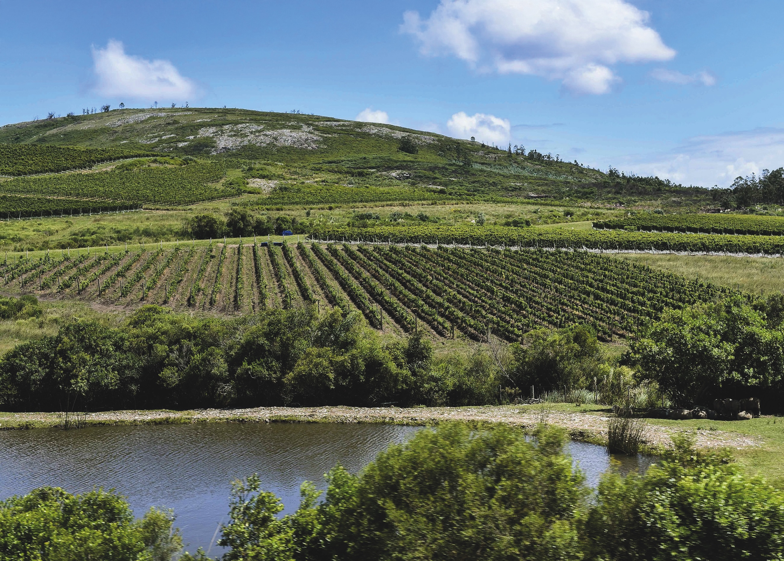 Cerro del Toro&amp;rsquo;s vineyards in Piri&amp;aacute;polis, Maldonado, Uruguay