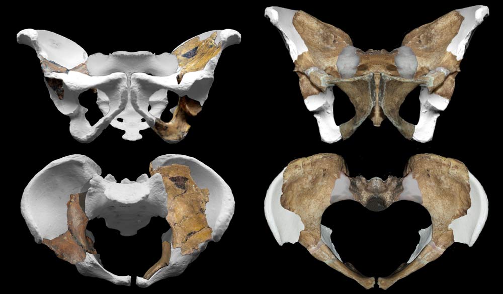 pelvis bones of human ancestor