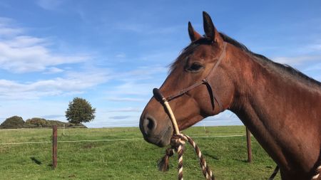 A horse wearing a simple bitless bridle