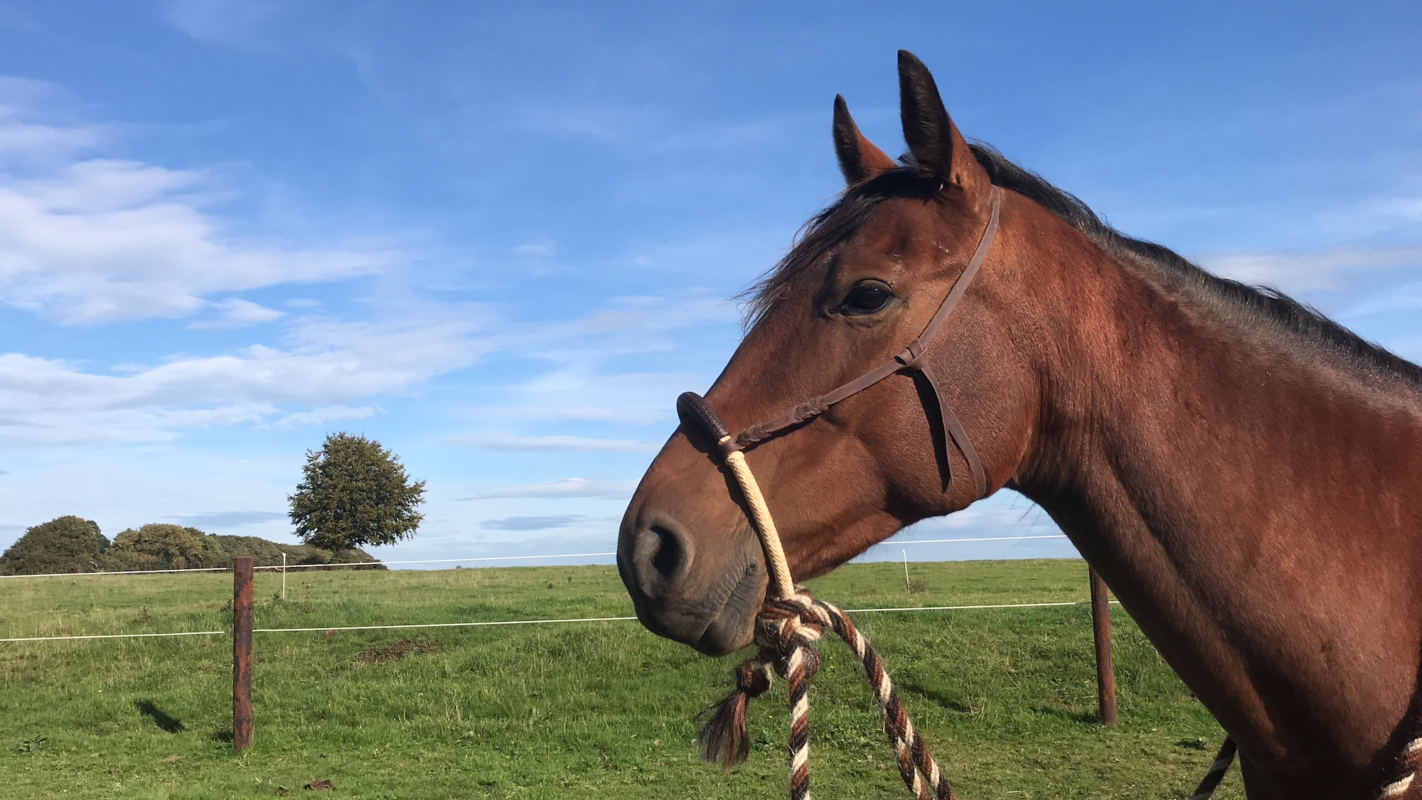 A horse wearing a simple bitless bridle