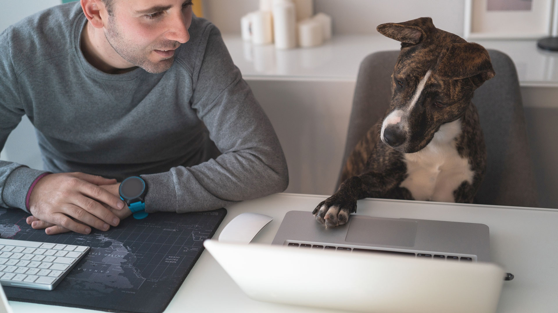 Talking to your pet