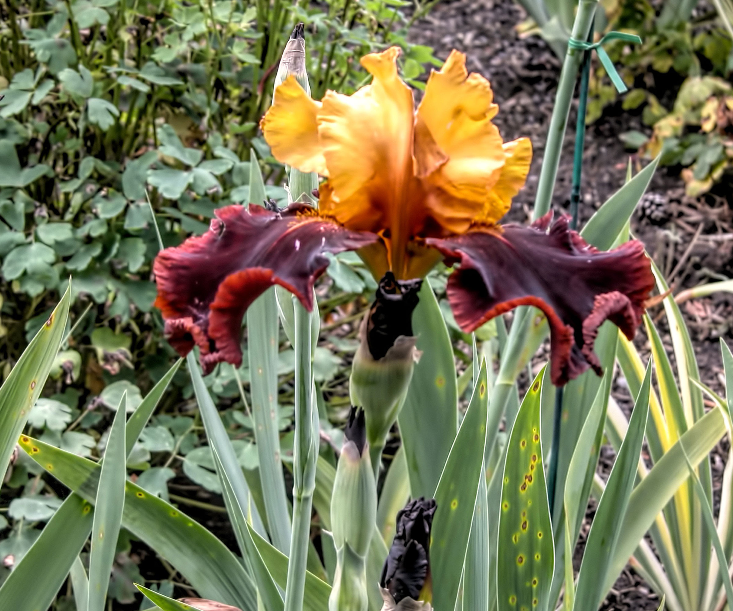 bearded iris plants showing burgundy and gold flower heads