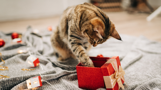 Tabby kitten pawing inside of a red Christmas box next to decorations on the floor