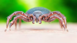 close up illustration of a tick crawling on human skin